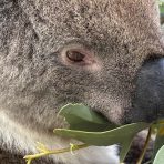  Powell Koala, Cleland Wildlife Park, SA.8